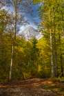 Slovenia, Triglav National Park. Julian Alps and forest in autumn. Art Print
